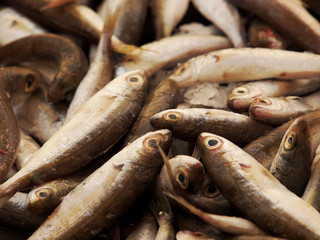 Fresh sardines on the market - obrazy, fototapety, plakaty
