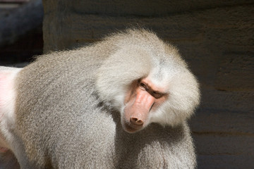 Alpha-male baboon