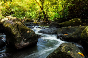 Obraz premium Waterfall with deep green forest background.