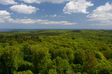 Fototapeta premium Forest on Rügen
