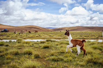 Alpacas on the Altiplano. Bolivia. South America. Eat grass.
