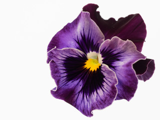 紫の三色菫