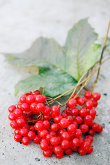 branch of ripe viburnum