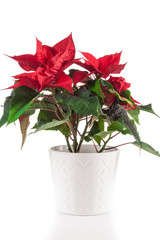 Poinsettia (euphorbia pulcherrima), Christmas star.