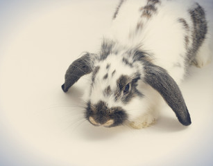 Black and white cute rabbit