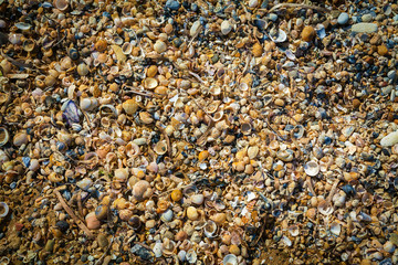 sea shells background