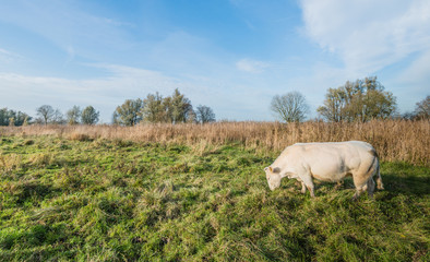 Fototapeta premium Grazing massive light brown cow