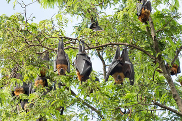 giant fruit bat on tree © Satit _Srihin