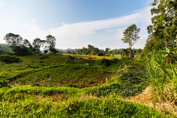 Fototapeta na wymiar Stunning rice paddies landscape