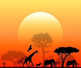 Fototapeta na wymiar sole, savana, animali, elefanti, giraffe, skyline, penombra