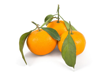 Frash tangerines on stem with green leaves