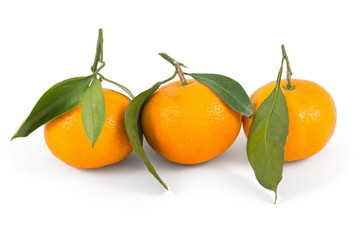 Frash tangerines on stem with green leaves