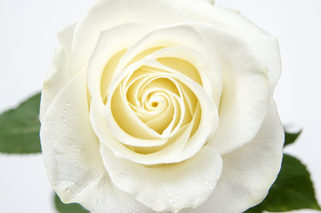 White rose with dew drops closeup