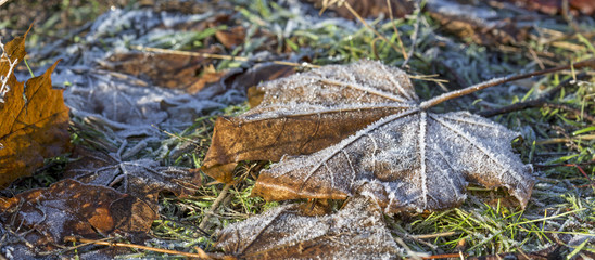 Frozen maple leaf