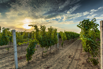 The winery yard