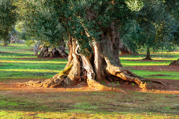 Puglia Ulivo secolare