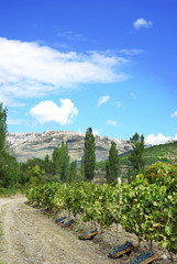 Obraz premium Full wooden boxes with grape bunches