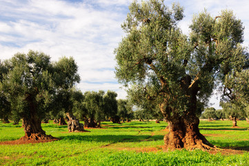 Puglia Olivo Ulivo