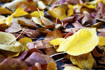Blätter einer Buche im Herbst