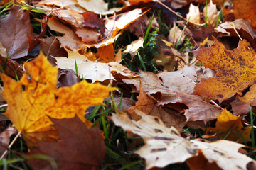 Blätter eines Ahorn im Herbst