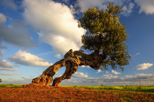 Puglia Olivo Ulivo