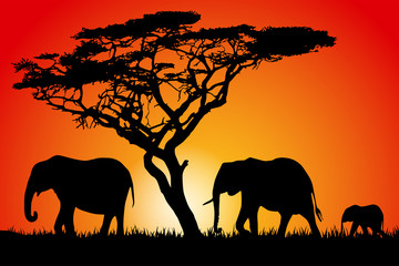 Plakat Sunset Elephant Silhouettes