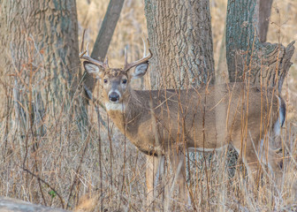 Whitetail Deer Buck