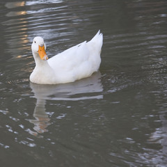 white duck with reflection in the water