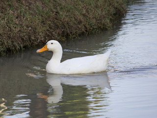 Obraz premium white duck in the water