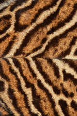 pelliccia di felino esotico