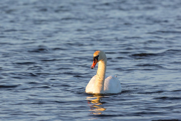 Mute swan swimming