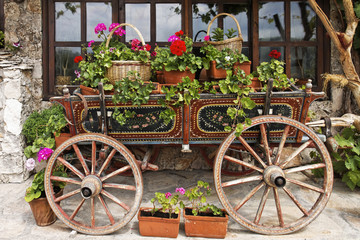 Ox Cart with Flowers in Veliko Tarnovo Bulgaria