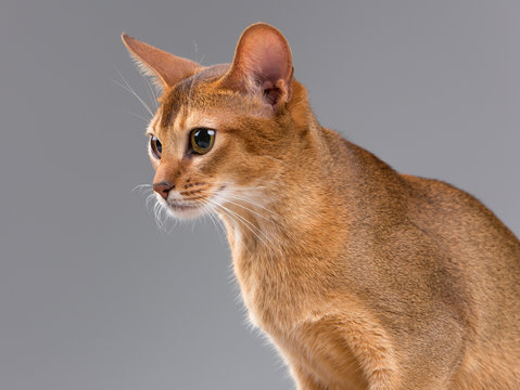 รูปภาพAbyssinian – เลือกดูภาพถ่ายสต็อก เวกเตอร์ และวิดีโอ14,135 | Adobe ...
