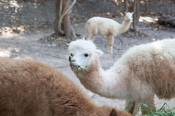 Portrait of Fluffy young Alpaca (Vicugna pacos)