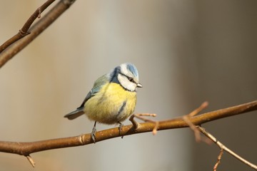 Blue tit (Parus caeruleus) on a twig in the morning
