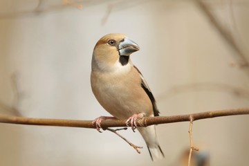 Grosbeak (Coccothraustes coccothrautes) on a branch