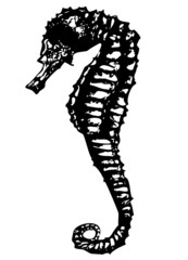 seepferd, seahorse