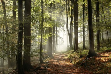 Fototapeta premium Autumnal forest in the mountains with mist in the distance