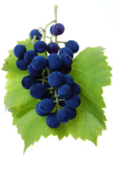 Blue grape cluster with leaves