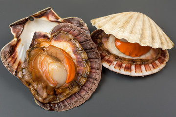 fresh open shell scallops on gray background