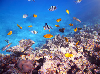 Plakat Coral and fish in the Red Sea