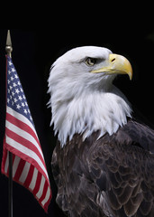 American eagle with flag