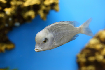 Naklejka na ściany i meble Cyrtocara moorei floats in an aquarium