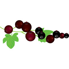ribes