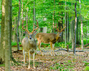 Whitetail Deer Buck In Velvet