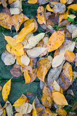 Laub auf der Strasse