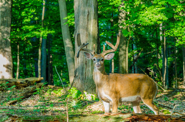 Whitetail Deer Buck In Velvet