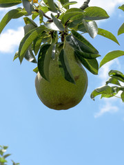 Green pears on tree branches