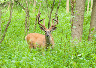 Obraz premium Whitetail Deer Buck In Velvet