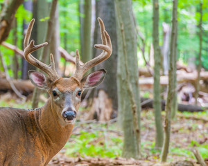 Fototapeta premium Whitetail Deer Buck In Velvet